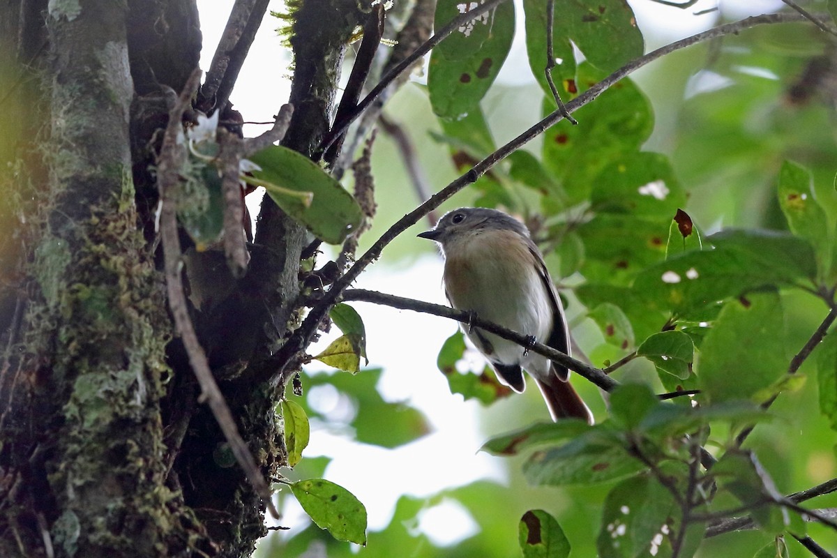 Red-tailed Vanga - ML46568371