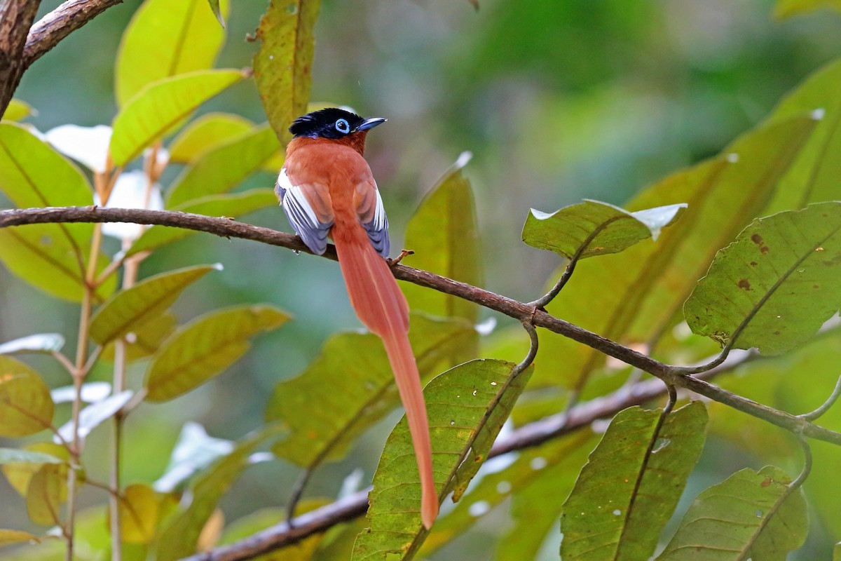 Malagasy Paradise-Flycatcher (Malagasy) - ML46568411