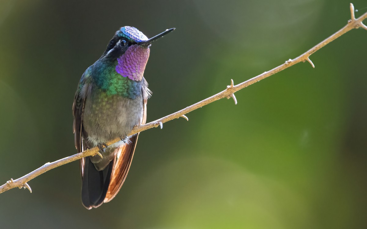 Purple-throated Mountain-gem - ML465684181