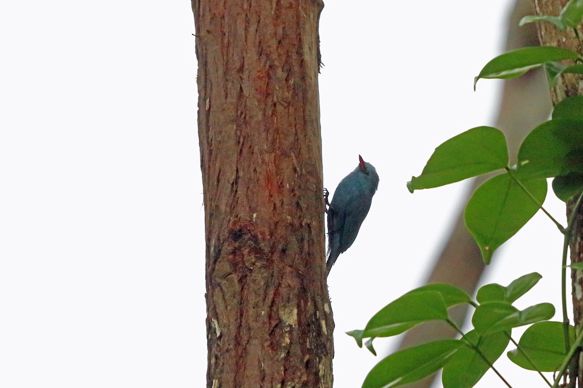 Nuthatch-Vanga - Nigel Voaden