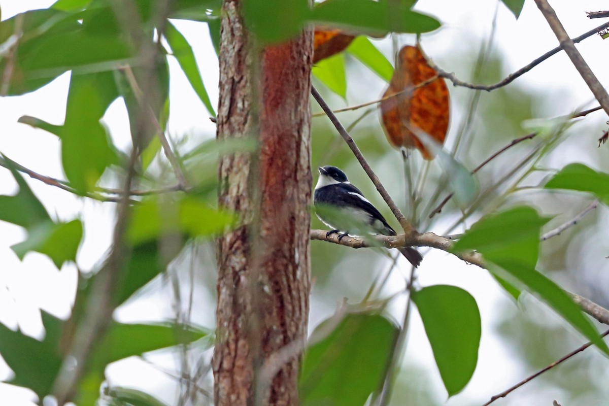 Ward's Flycatcher - ML46568441