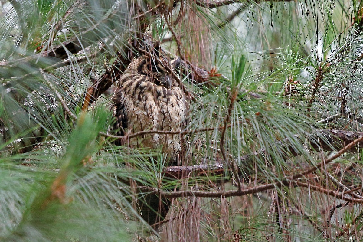 Hibou malgache - ML46568451