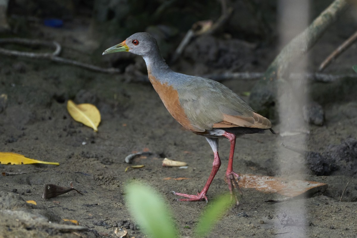 Little Wood-Rail - ML465684761