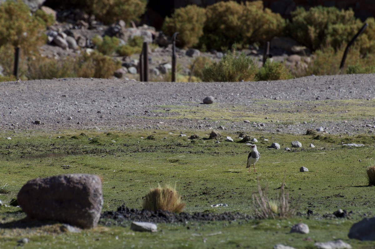 Andean Lapwing - Erik Sandvig