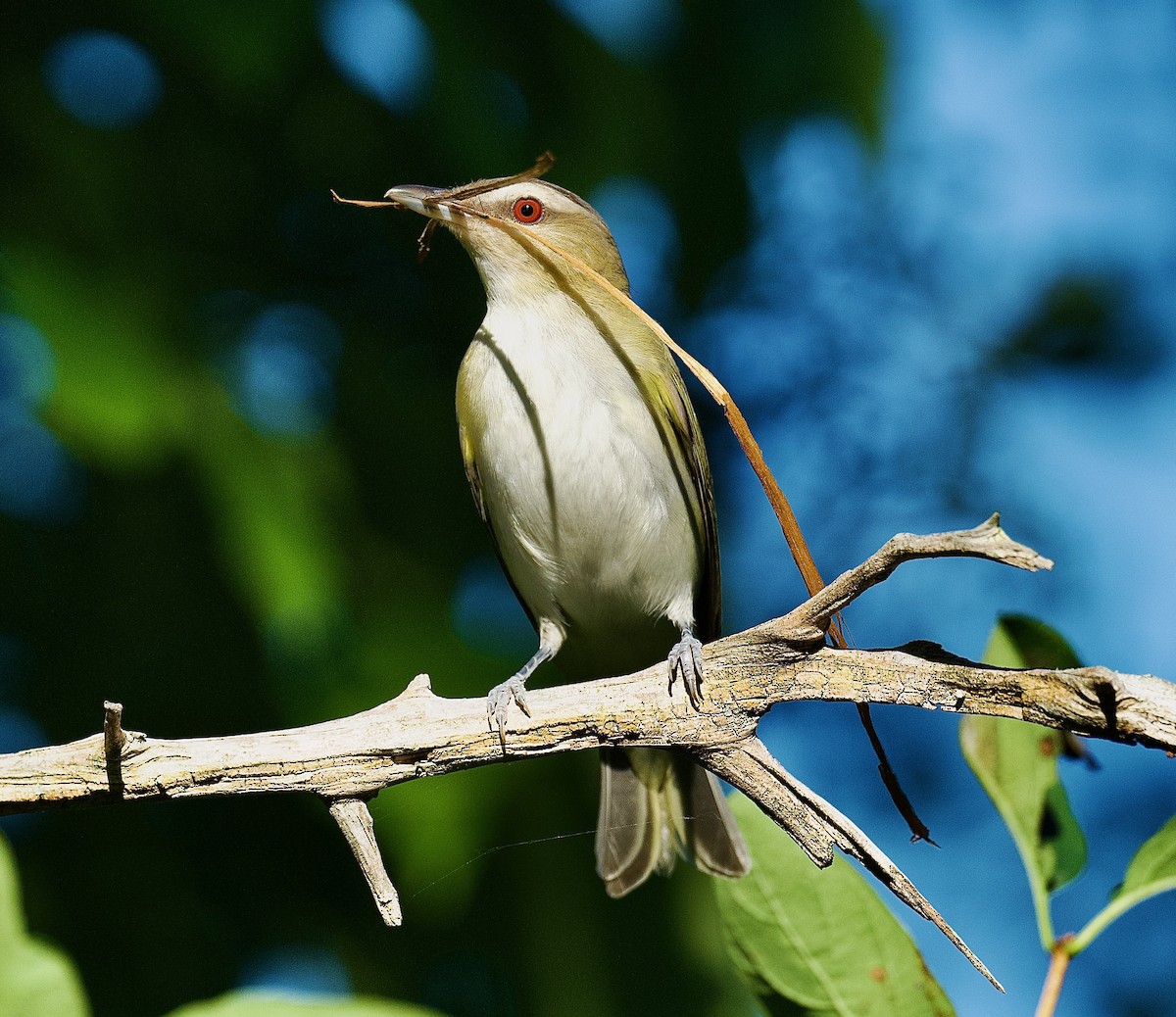 Red-eyed Vireo - ML465685041