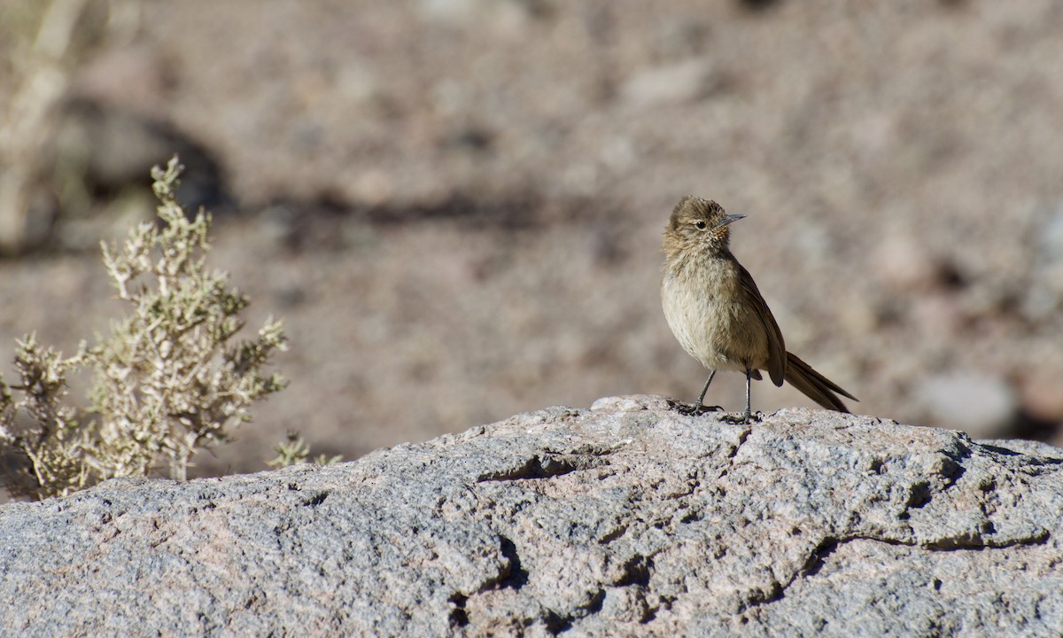 Cordilleran Canastero - ML46568511