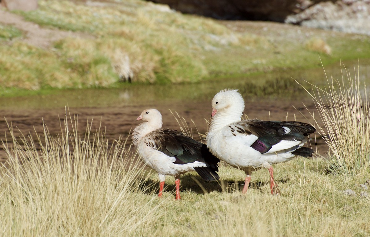 Andean Goose - Erik Sandvig