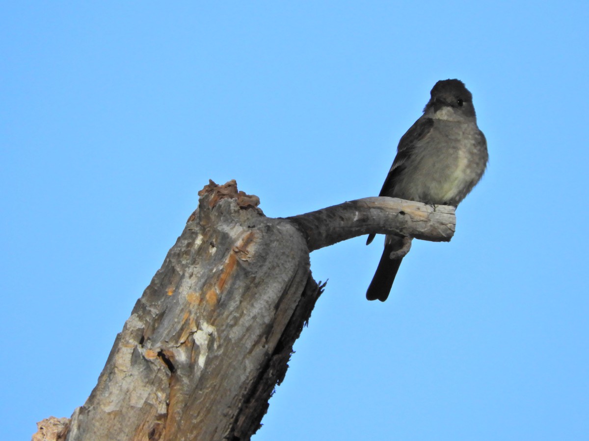 Western Wood-Pewee - ML465685411