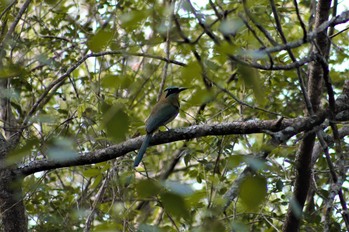 Blue-capped Motmot - Alejandro Aguilar