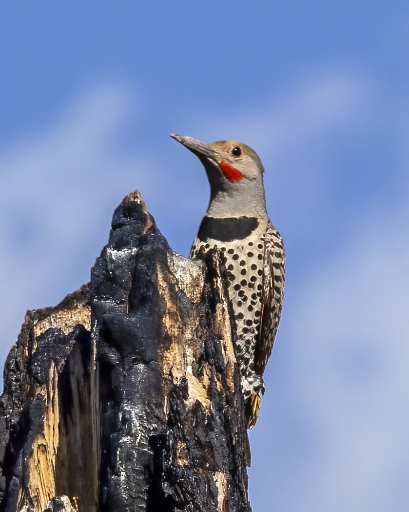 Northern Flicker - ML465686571