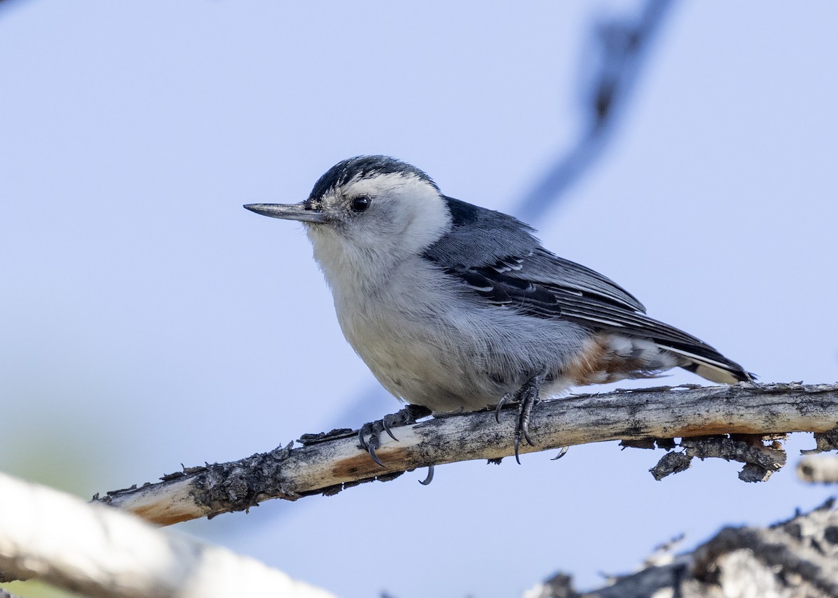 White-breasted Nuthatch - ML465686691