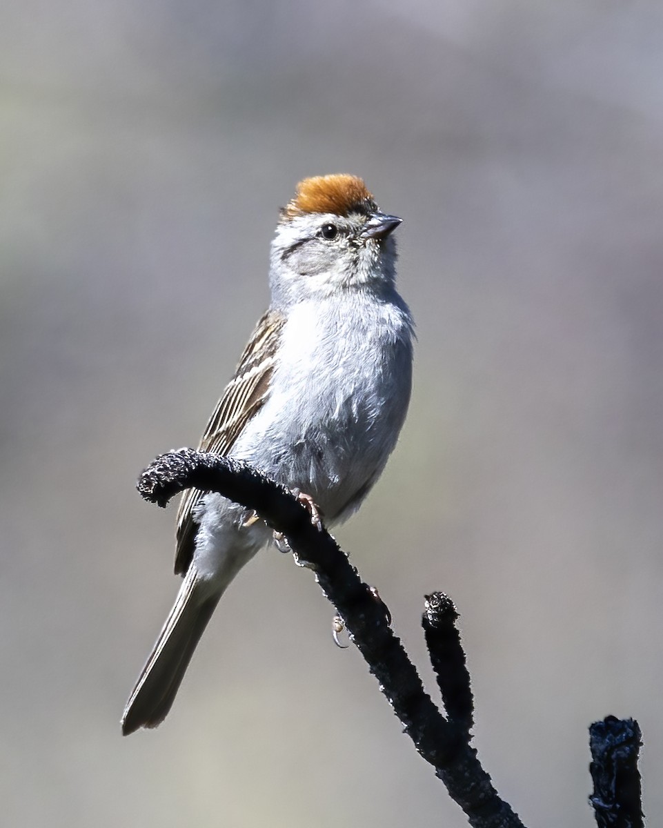 Chipping Sparrow - ML465686741