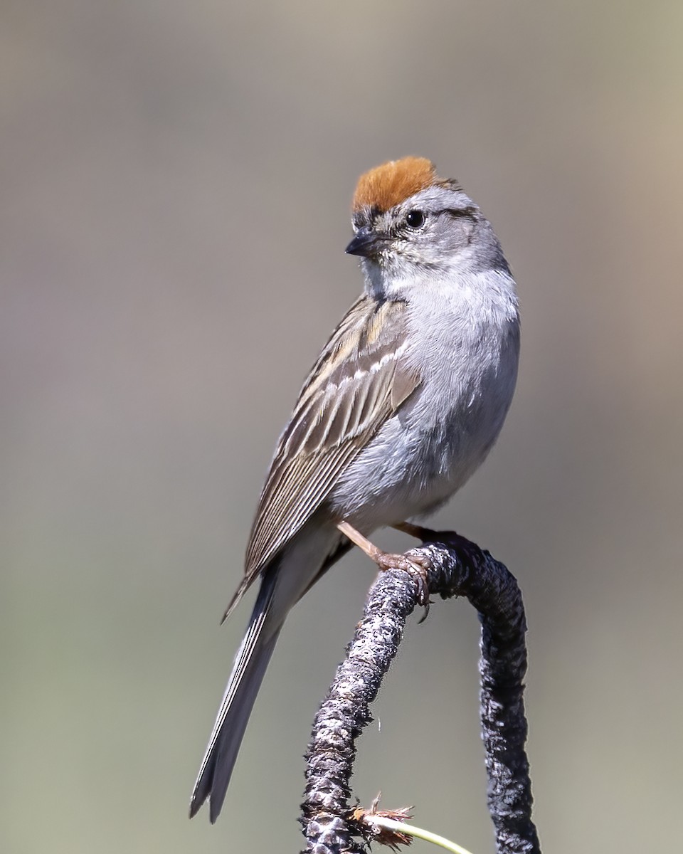 Chipping Sparrow - ML465686911