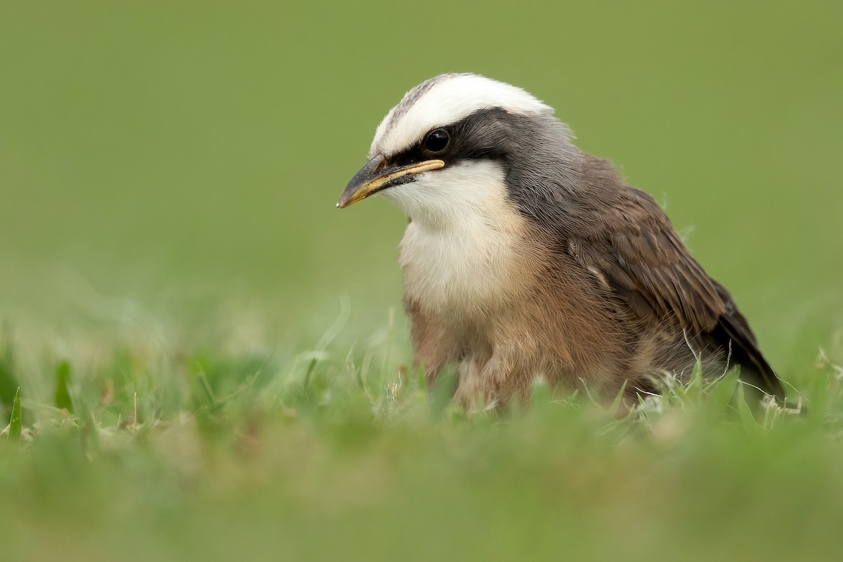 Gray-crowned Babbler - ML465686991