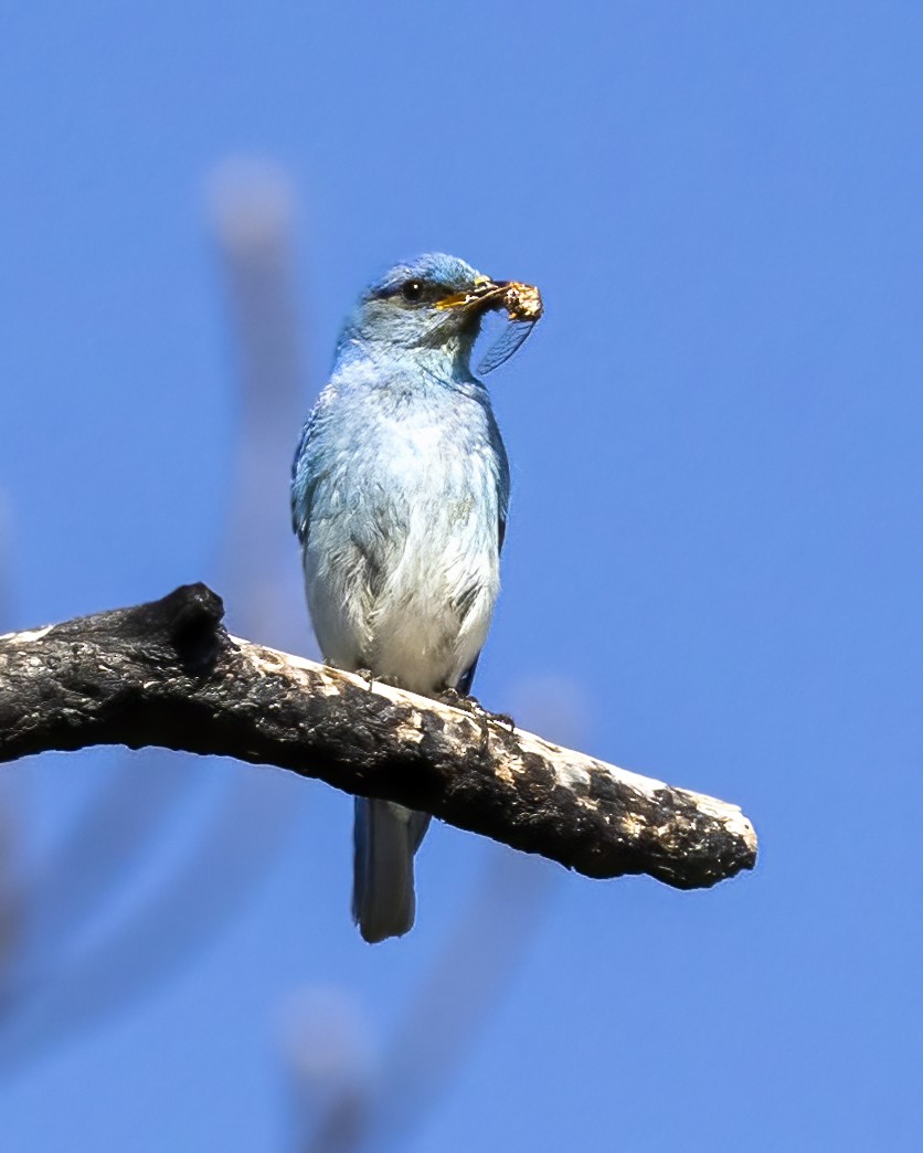 Mountain Bluebird - ML465687031