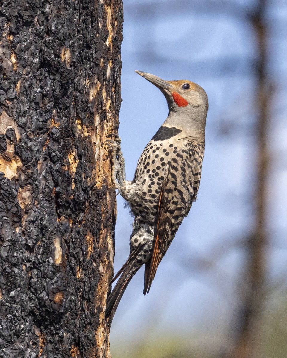 Northern Flicker - ML465687201