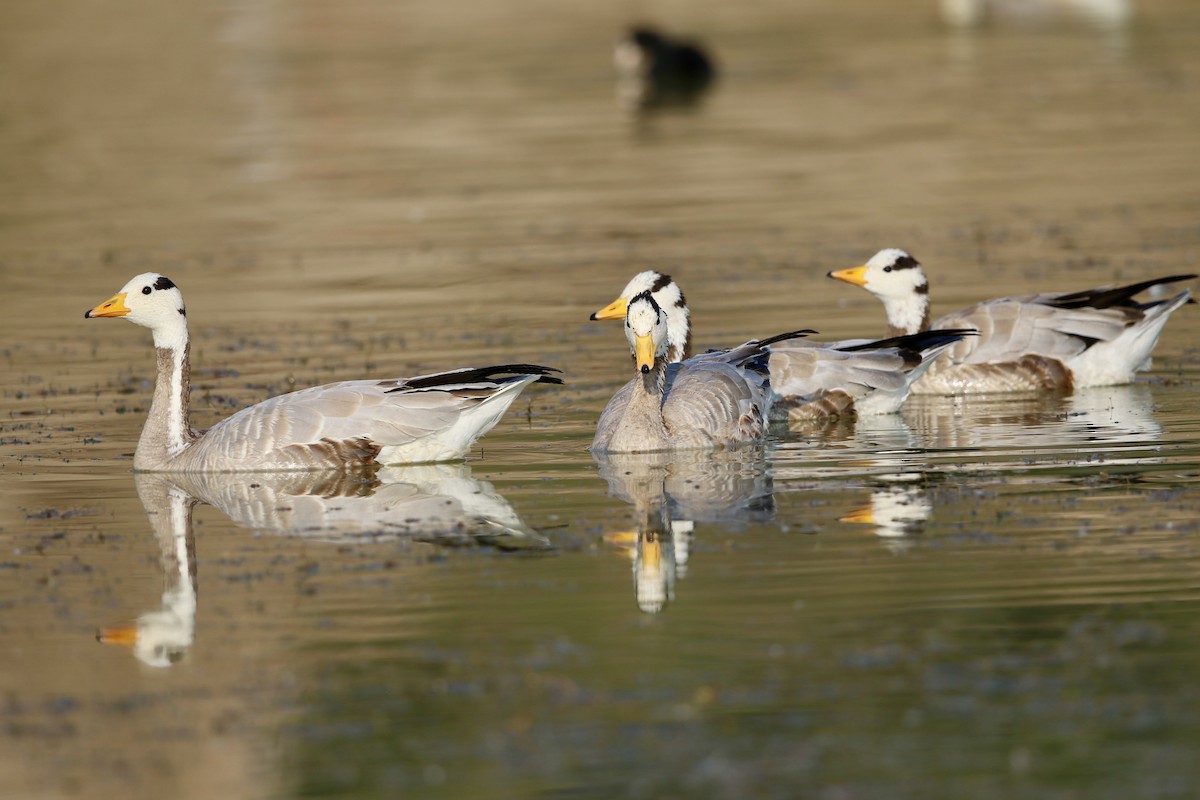 Bar-headed Goose - ML46568841