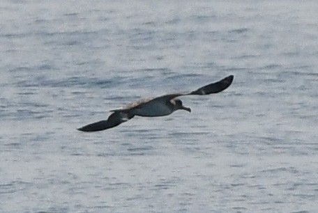 Cory's Shearwater - ML465690251