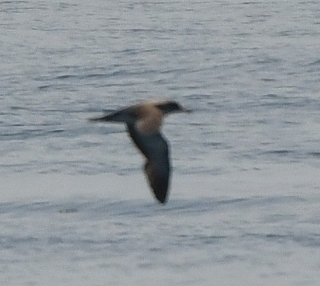 Cory's Shearwater - ML465690301