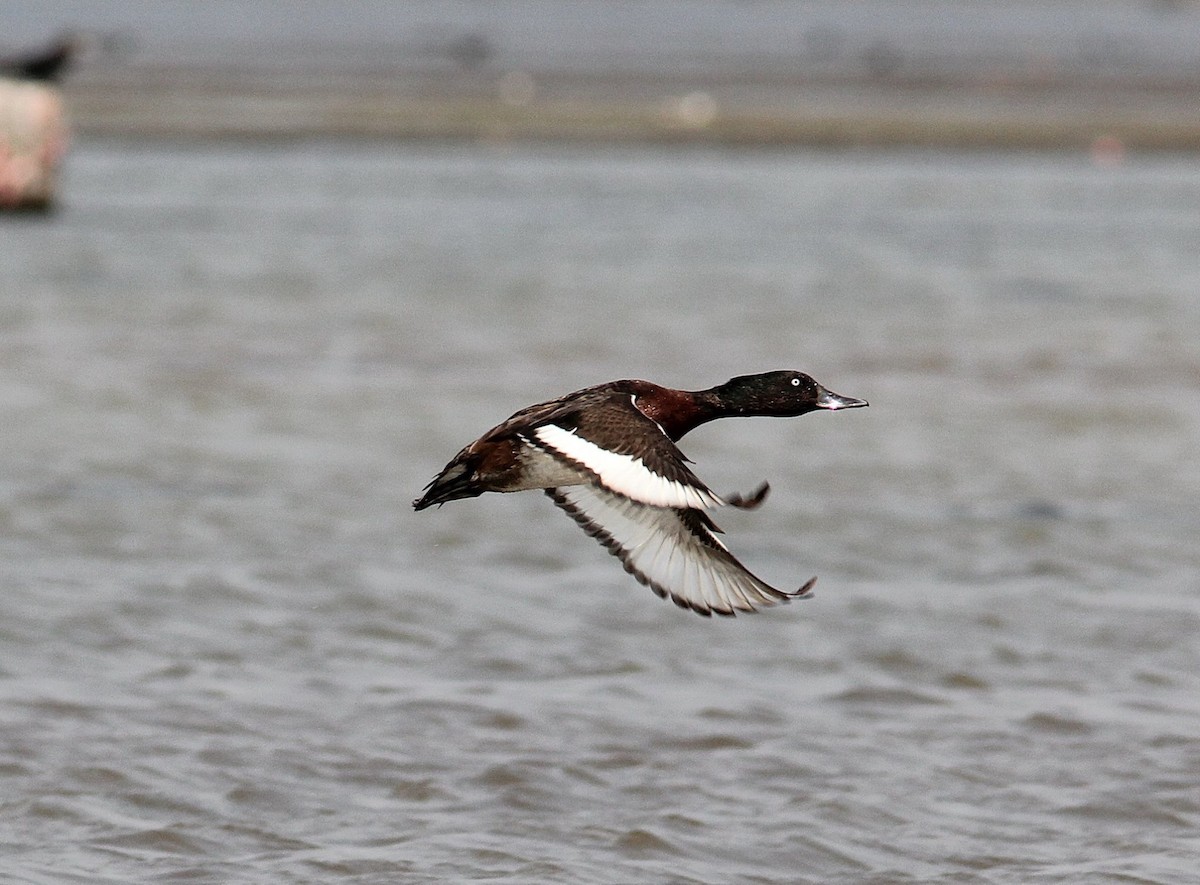 Baer's Pochard - Krit Adirek