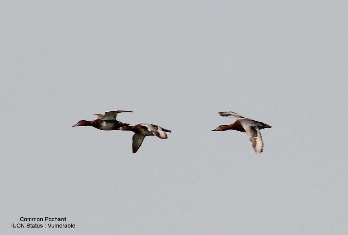 Common Pochard - ML46569061