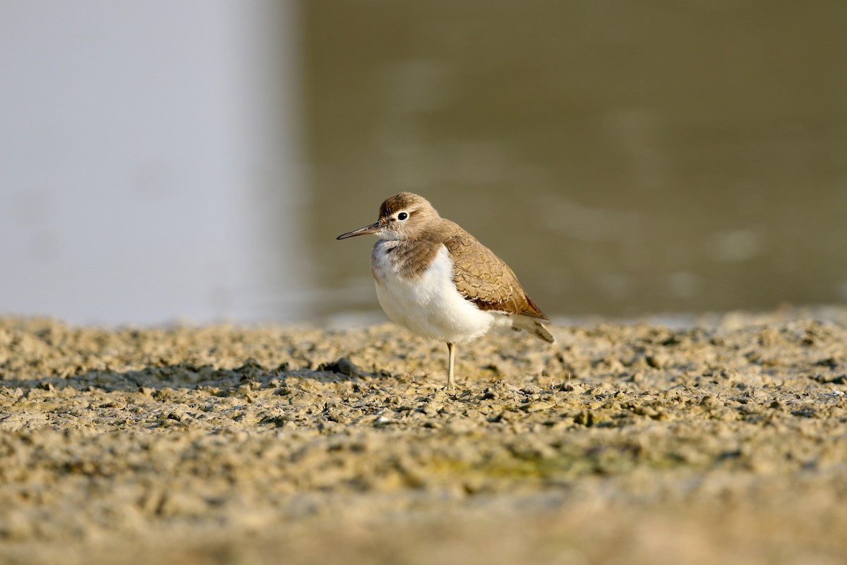 Common Sandpiper - ML46569141