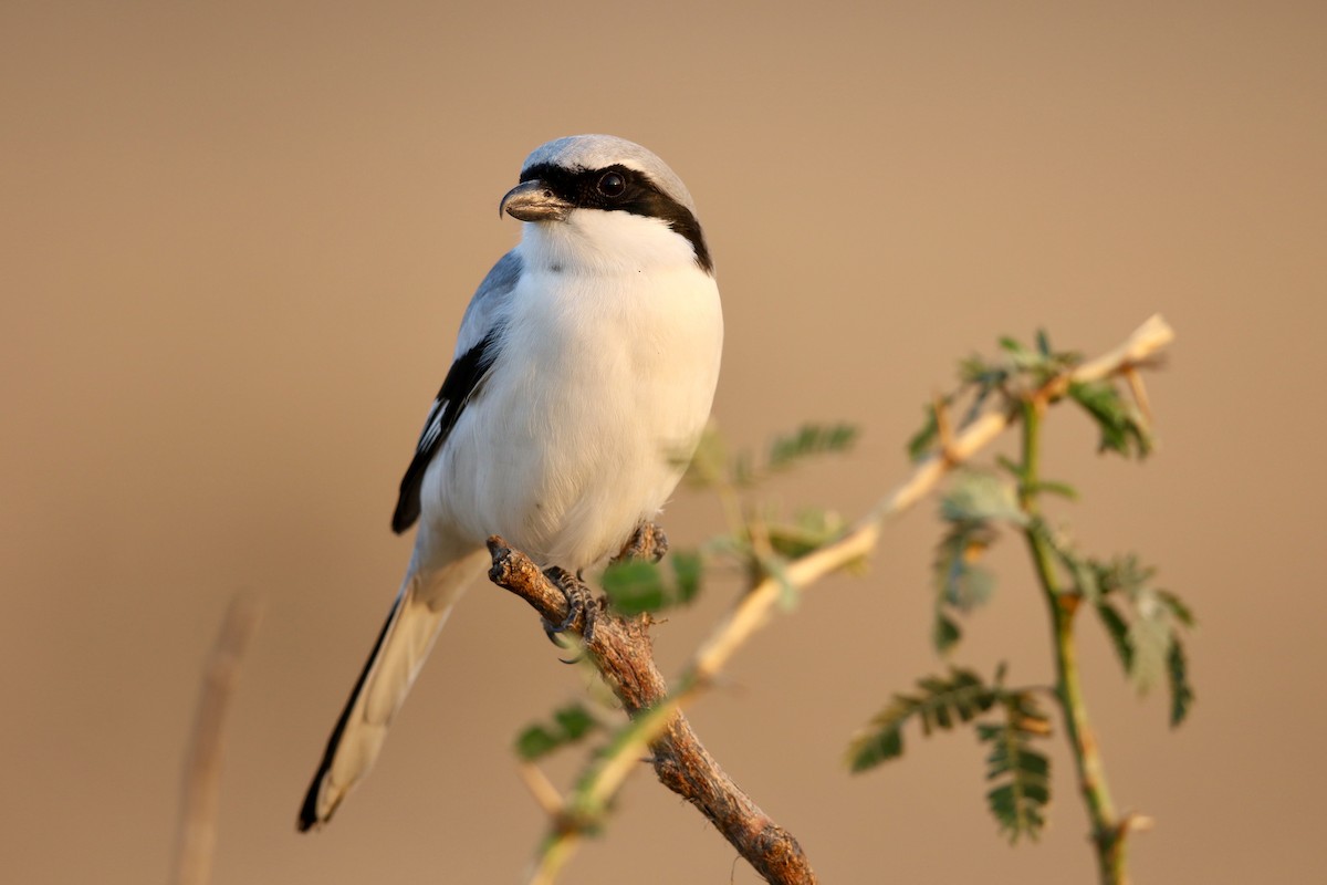 Great Gray Shrike (Indian) - ML46569151