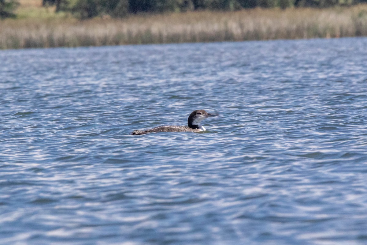 Common Loon - ML465691721