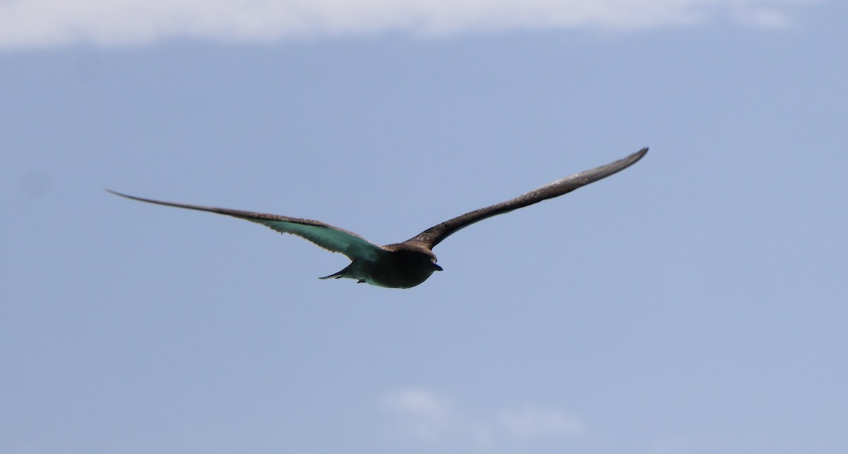 Sooty Tern - ML465692381