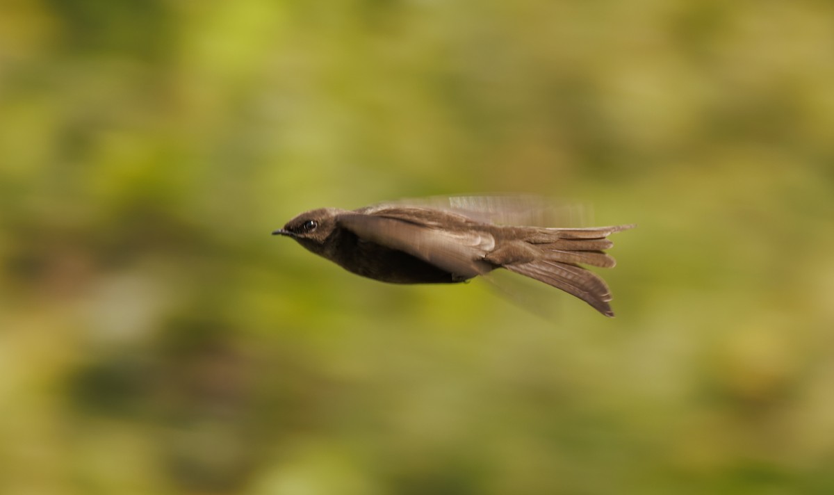 White-headed Sawwing - john bishop