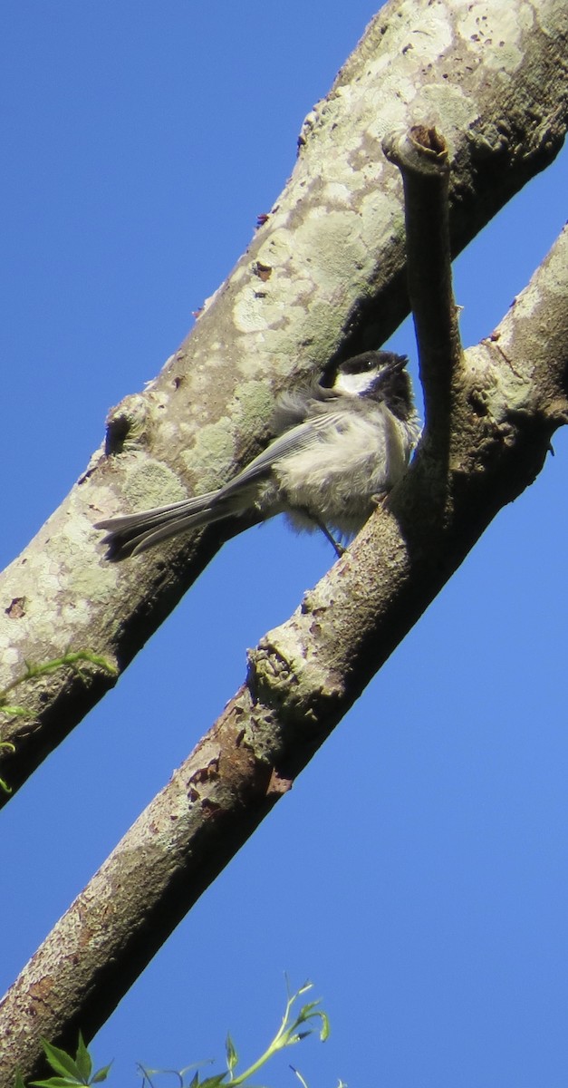 Black-capped Chickadee - ML465692891