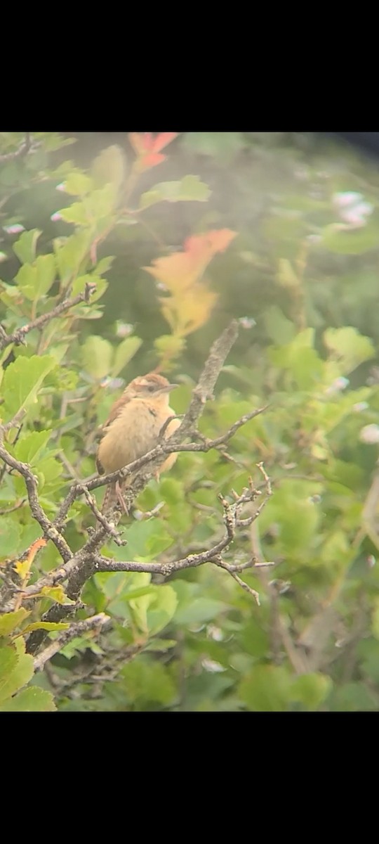 Carolina Wren - ML465693221