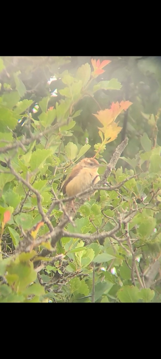Carolina Wren - ML465693231