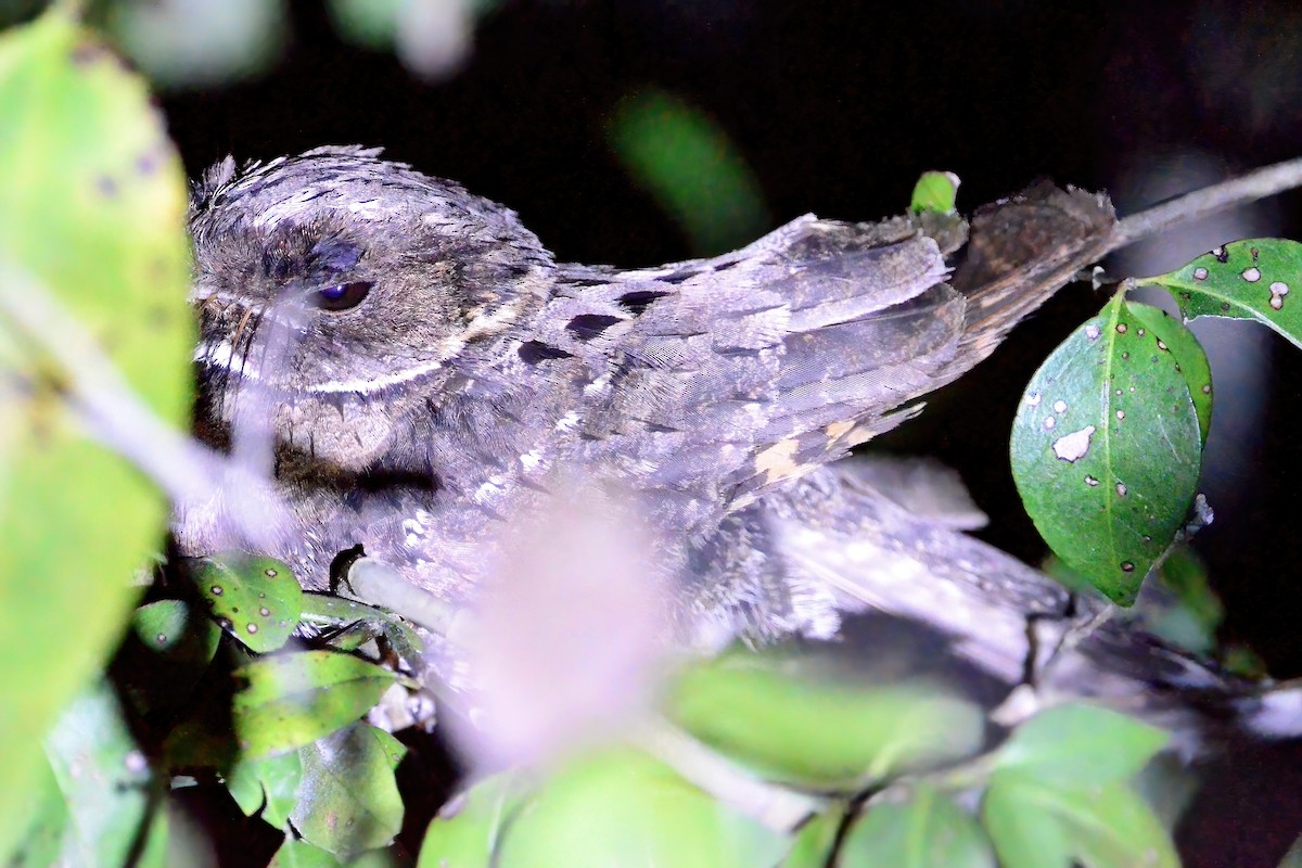 Yucatan Poorwill - ML465693701