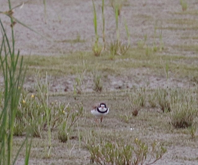 Semipalmated Plover - ML465695521