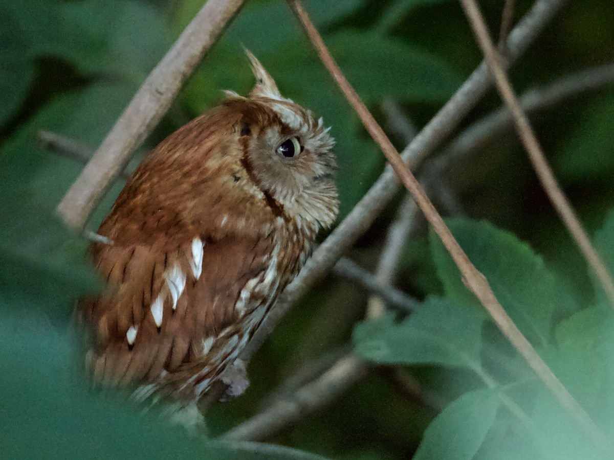 Eastern Screech-Owl - ML465695561