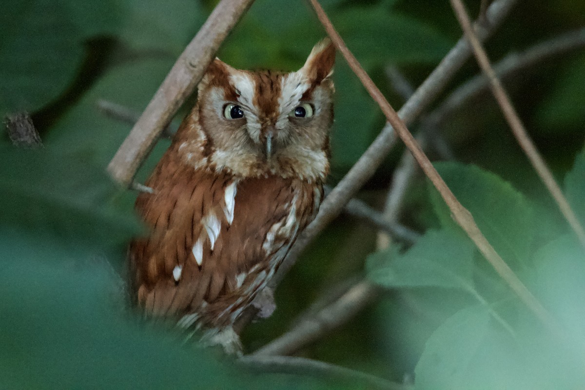 Eastern Screech-Owl - ML465695571