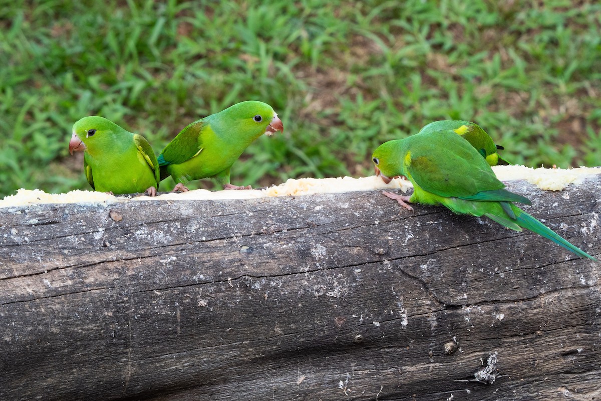 Plain Parakeet - ML465696111