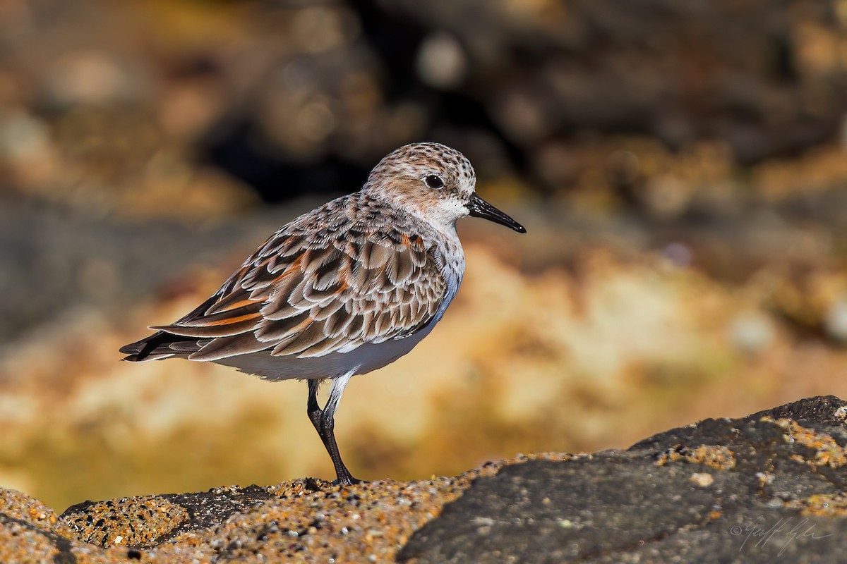 Little Stint - ML465696291