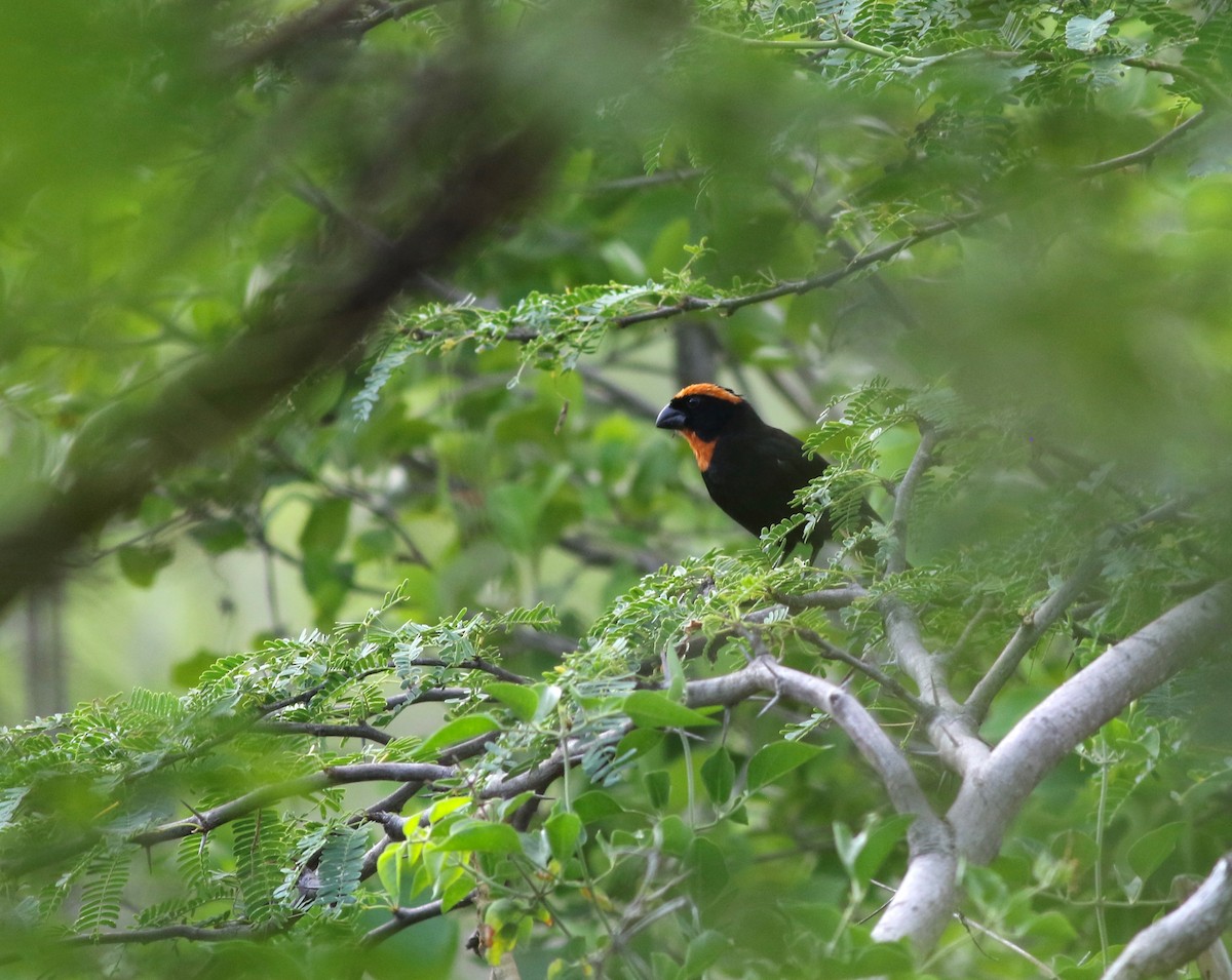 Puerto Rican Bullfinch - Shawn Billerman