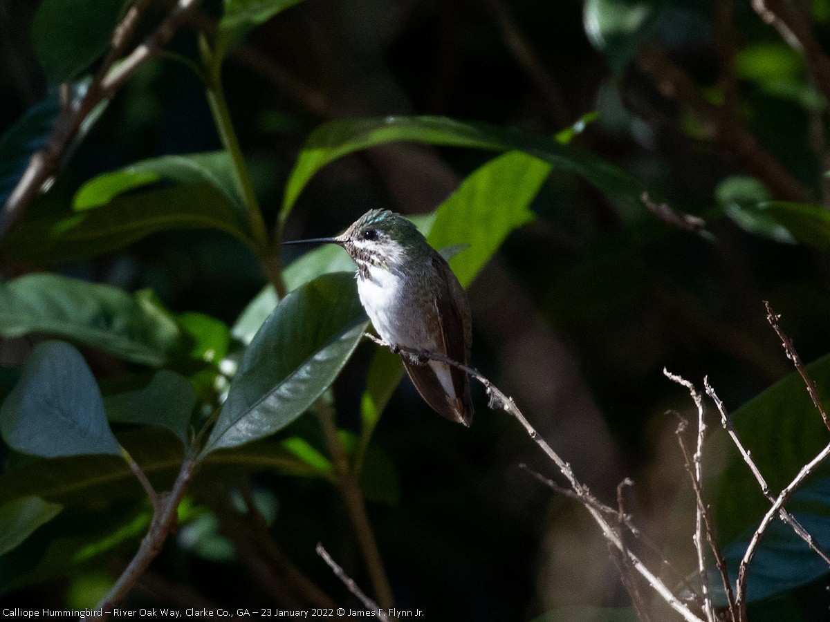 Calliope Hummingbird - ML465697291