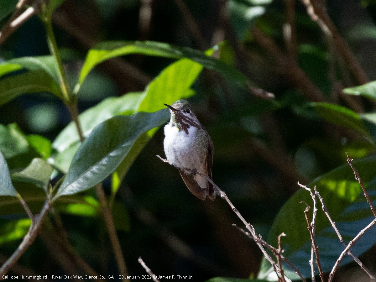 Calliope Hummingbird - ML465697301