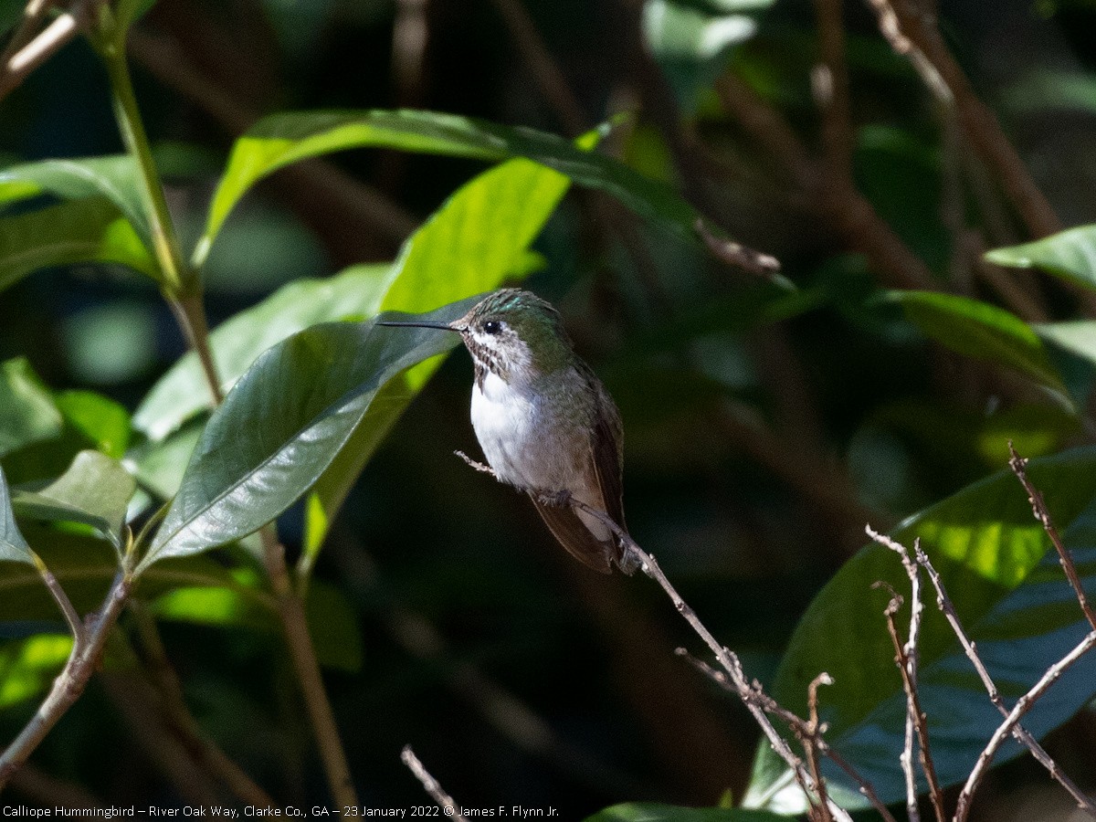 Calliope Hummingbird - ML465697311