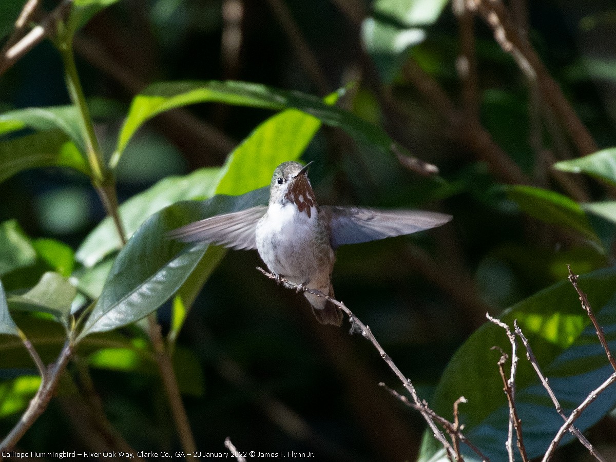 Calliope Hummingbird - ML465697321
