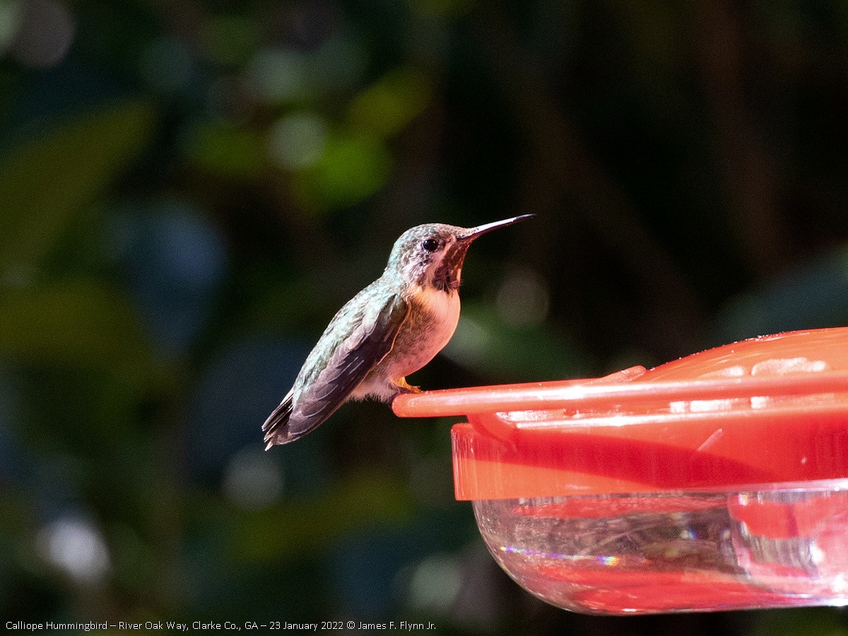 Calliope Hummingbird - ML465697371