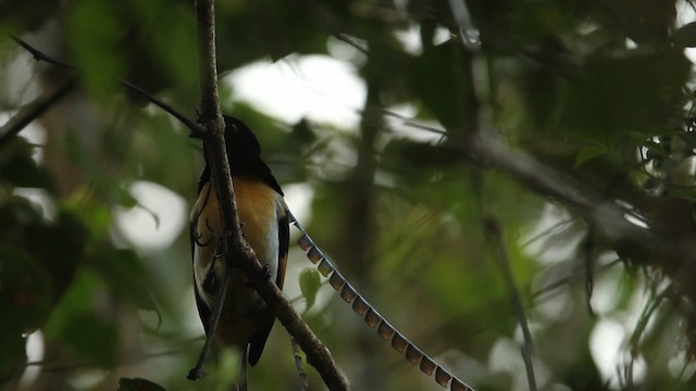 King-of-Saxony Bird-of-Paradise - ML465699