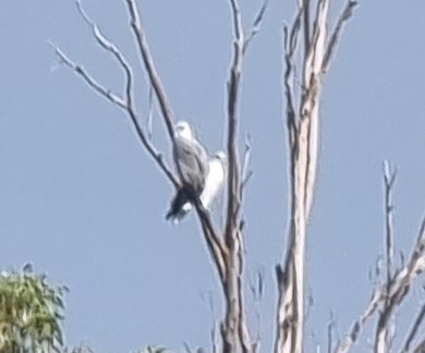 White-bellied Sea-Eagle - ML465699251