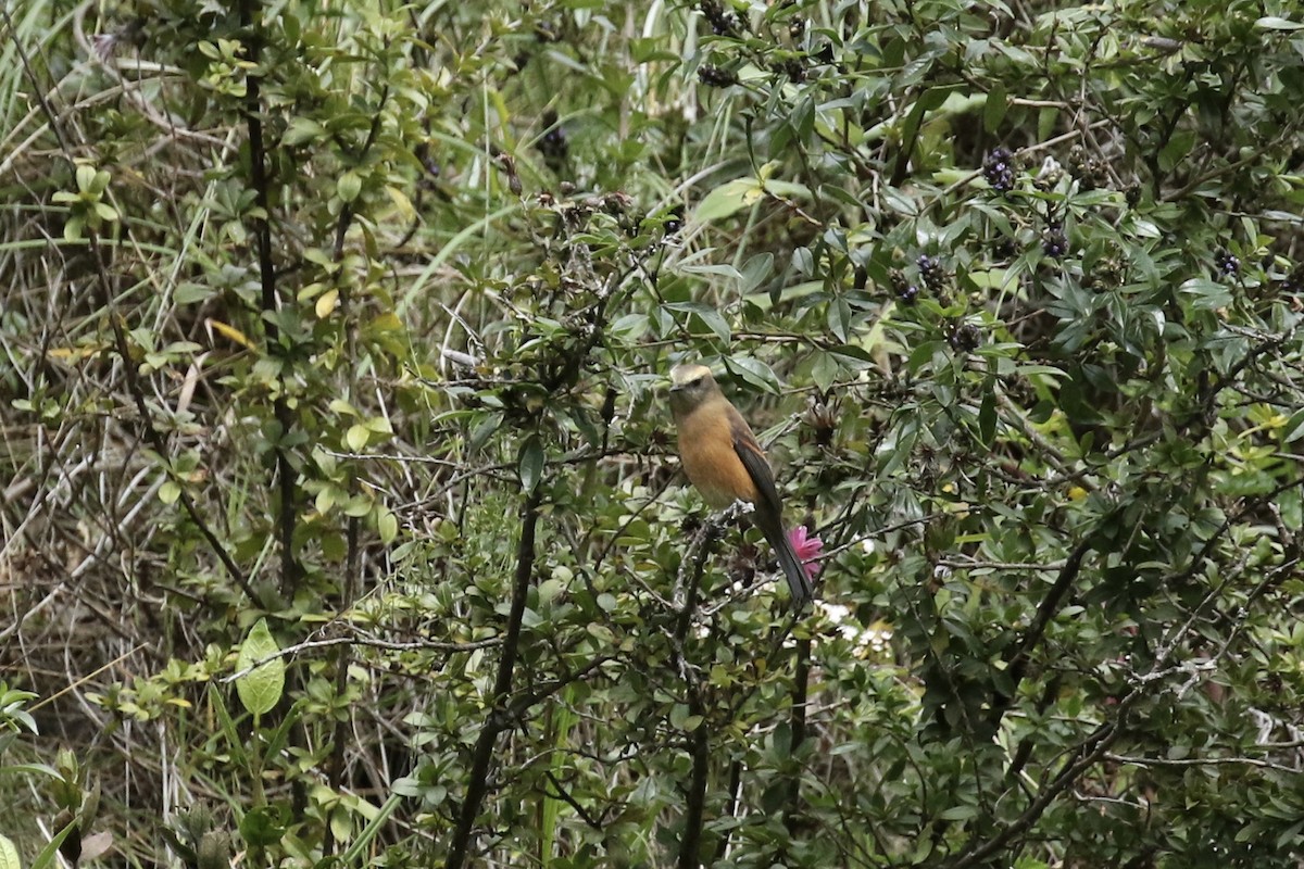Brown-backed Chat-Tyrant - ML465700681