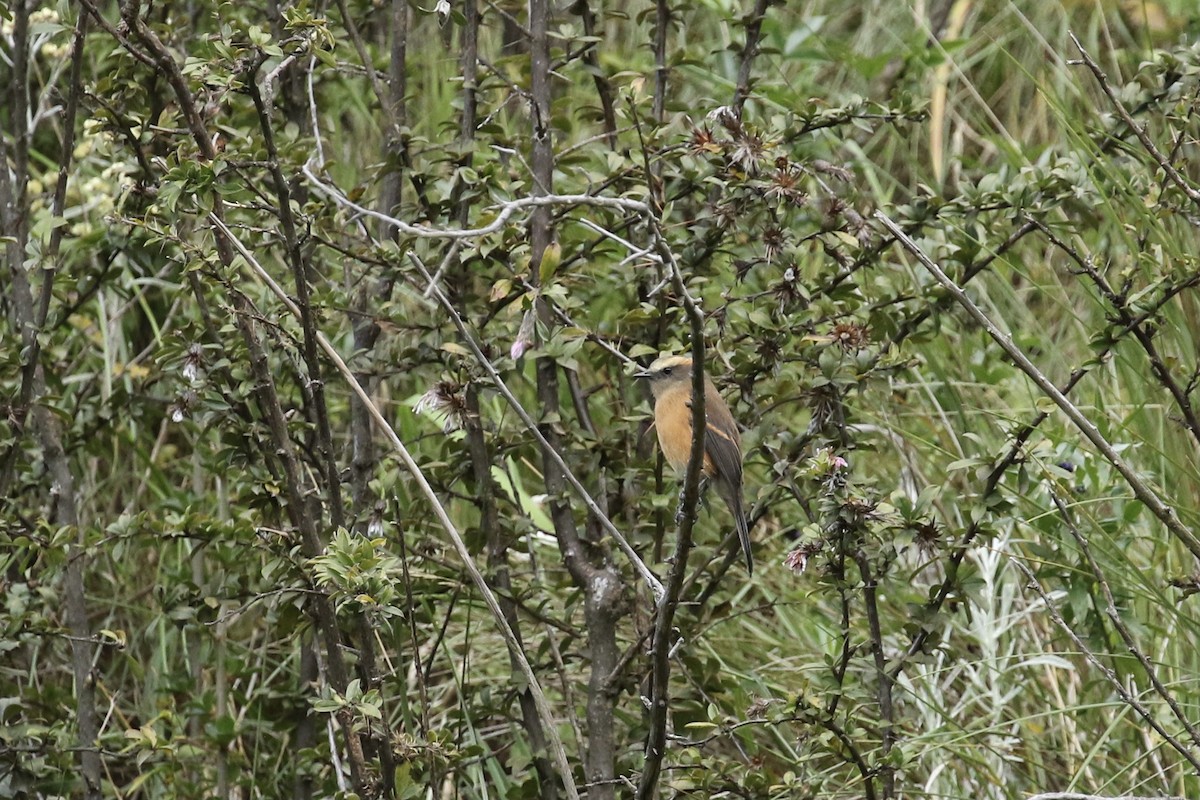 Brown-backed Chat-Tyrant - ML465700731