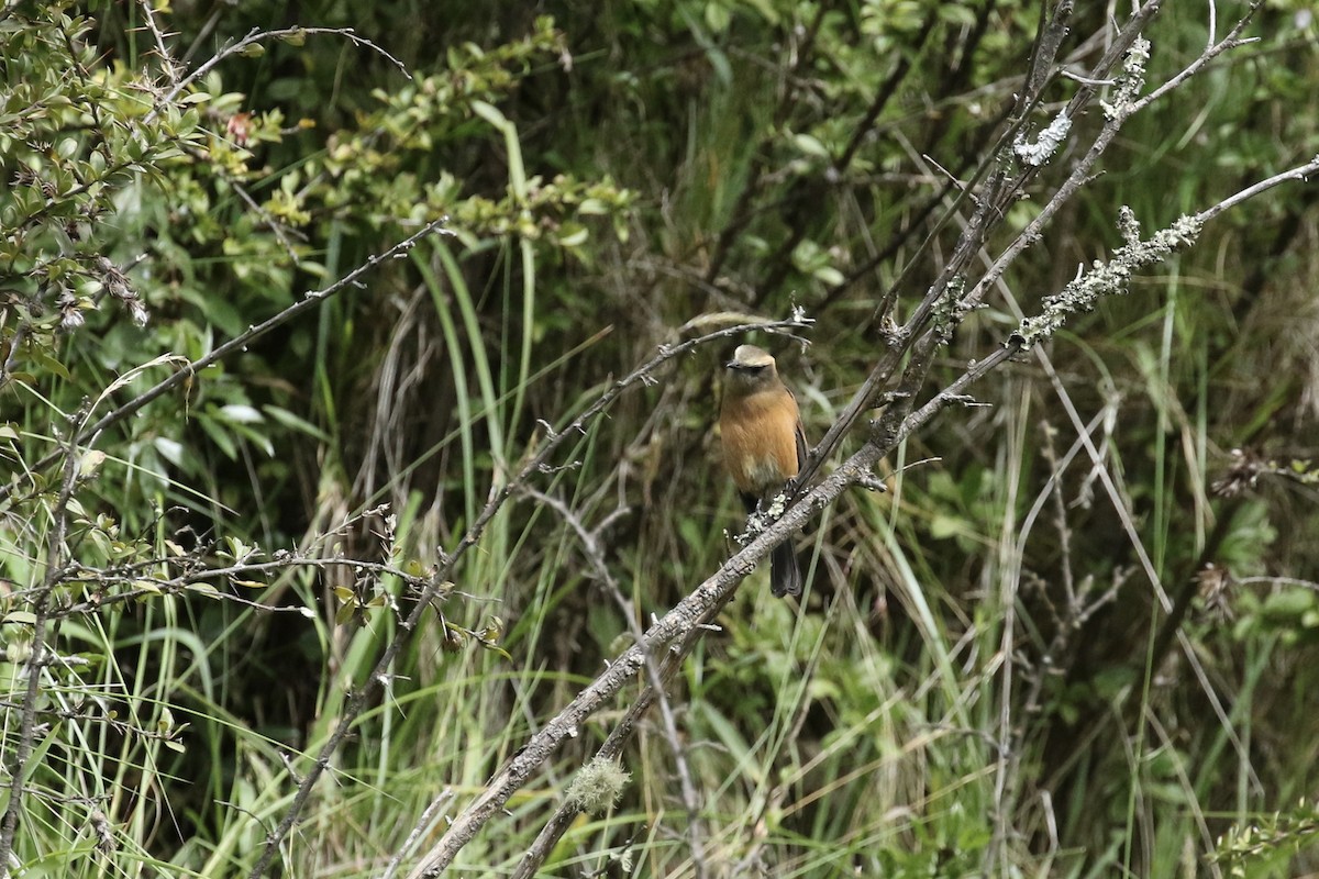 Brown-backed Chat-Tyrant - ML465700781